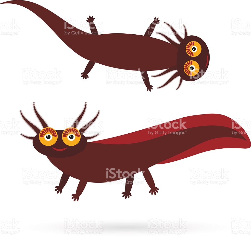 1024x965 Collection Of Eastern Tiger Salamander Clipart High Quality