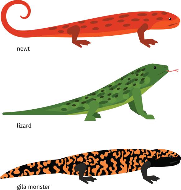 583x612 Gila Monster Clipart