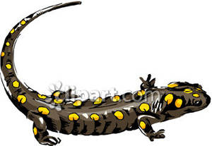 300x207 Realistic Salamander Clipart Panda