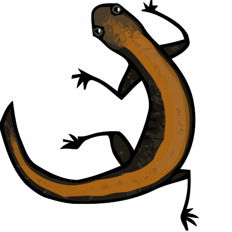 460x460 Red Backed Salamander, Red Phase By Skidznet