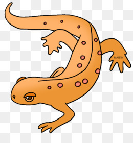 260x280 Salamander Eastern Newt Clip Art