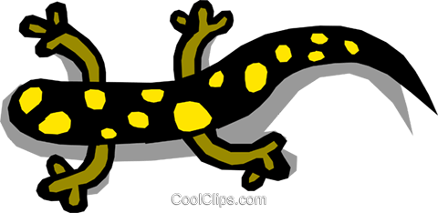 480x234 Salamander Royalty Free Vector Clip Art Illustration Anim0726