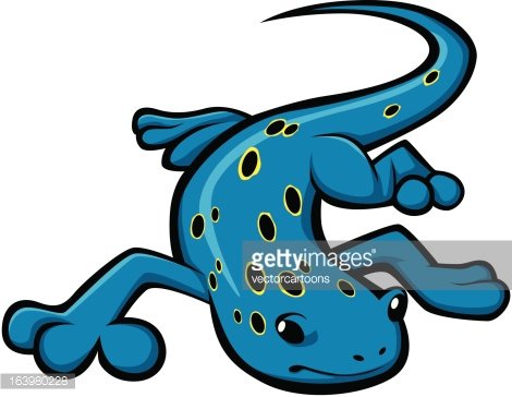 470x364 Crawling Blue Spotted Salamander Vector Illustration Premium