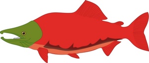 300x127 Sockeye Salmon Clipart