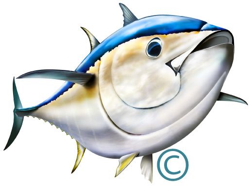 517x383 Bluefin Tuna Illustration Photoshop Clipart Httpwww