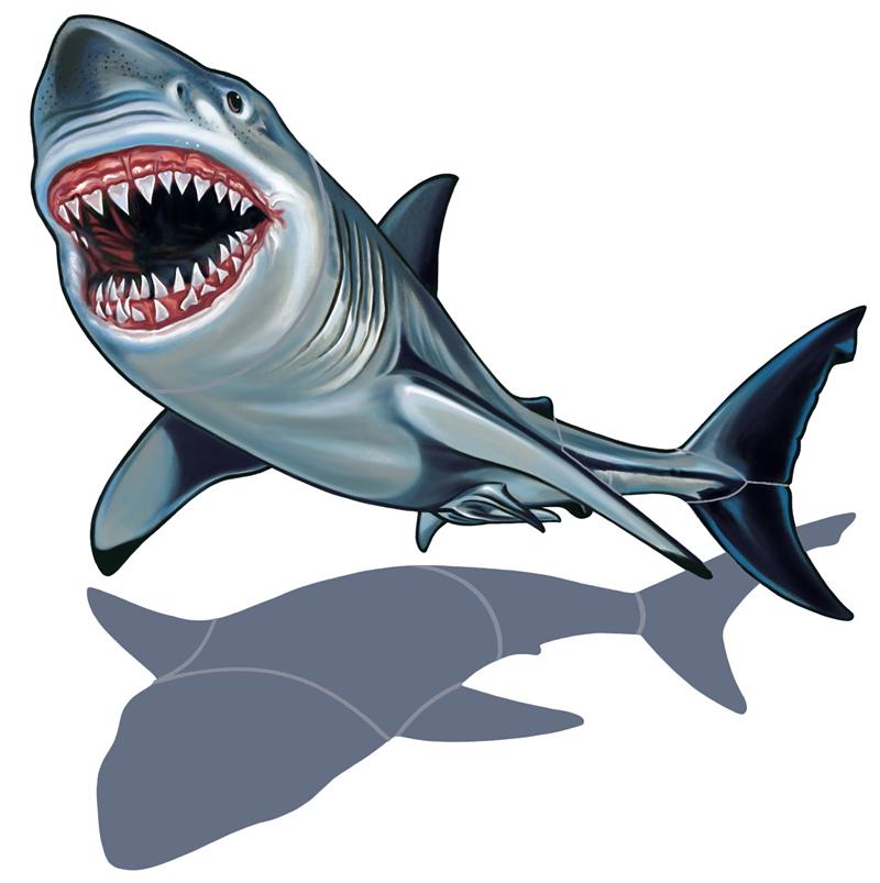 800x803 Collection Of Great White Sharks Clipart High Quality, Free