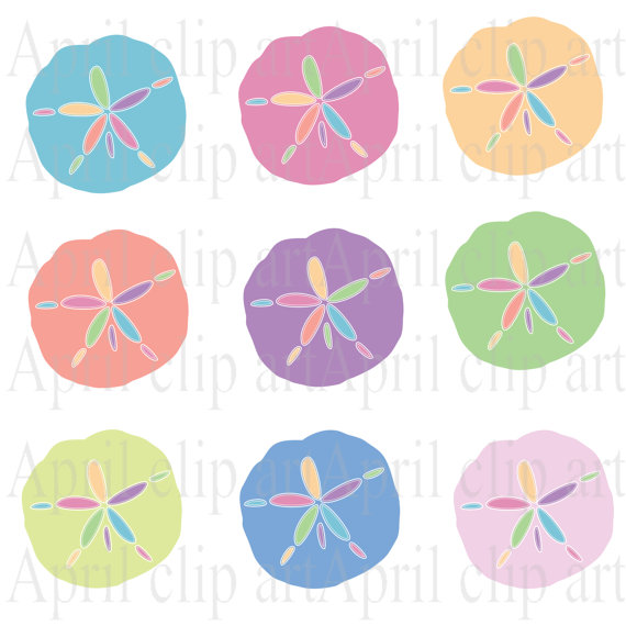 570x570 Sand Dollar Clipart