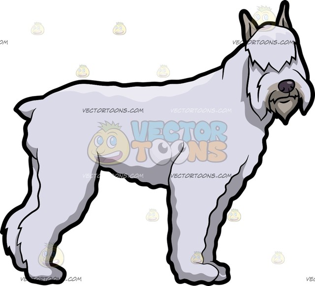 640x581 A Giant Schnauzer Dog With Fringe Cartoon Clipart Vector Toons