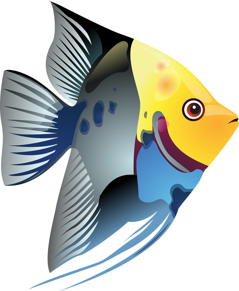 800x975 Clipart Pet Fish Tropical Cliparts Free Download Clip Art
