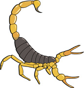 172x180 Search Results For Scorpion