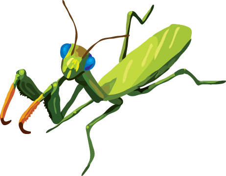 462x360 Top 94 Praying Mantis Clip Art