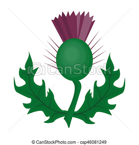 450x470 Thistles With Green Plant Of Drawing