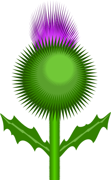 366x591 Scottish Thistle Png, Svg Clip Art For Web