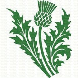250x250 Scottish Thistle Clipart
