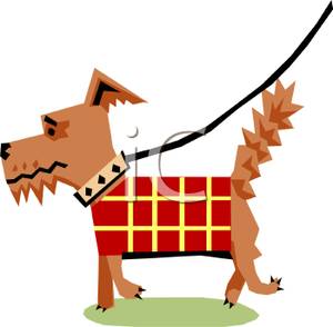 300x294 Scottish Terrier