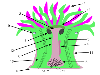 320x240 Filesea Anemone Structure.svg