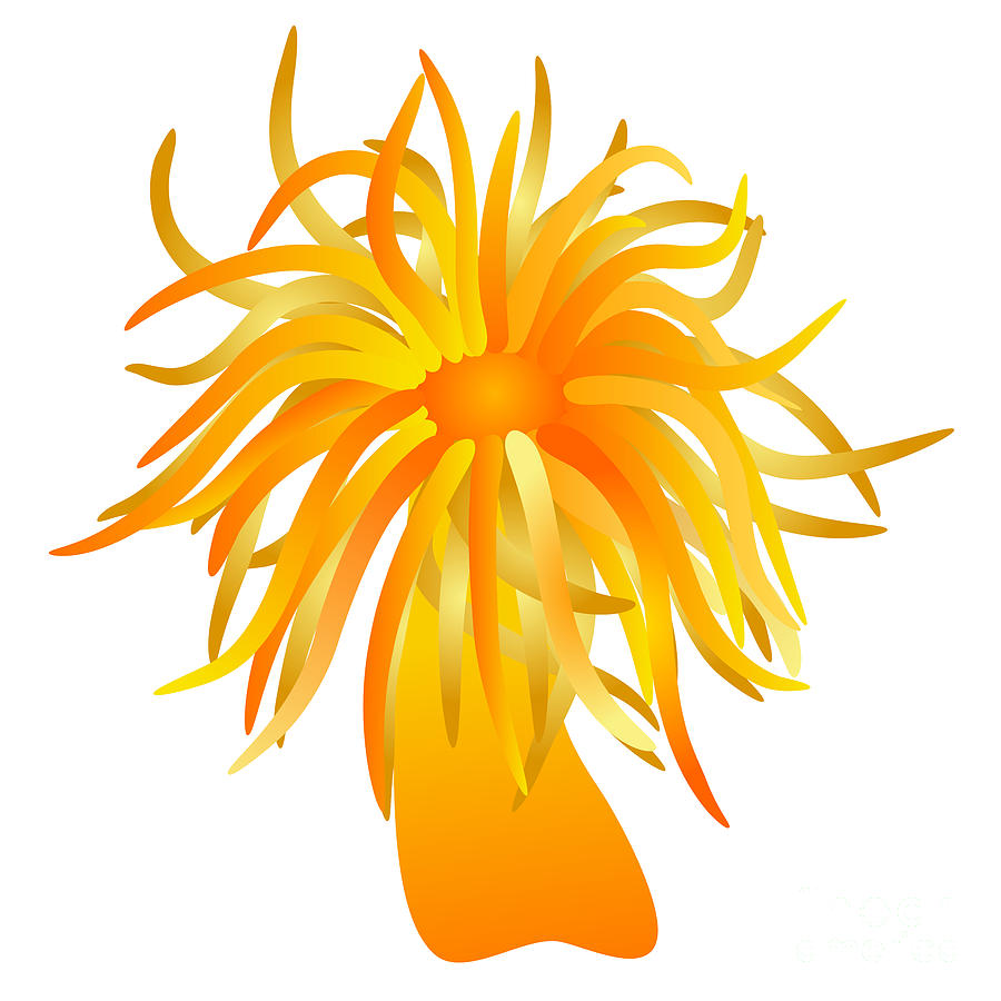 900x900 Orange Sea Anemone Digital Art By Michal Boubin