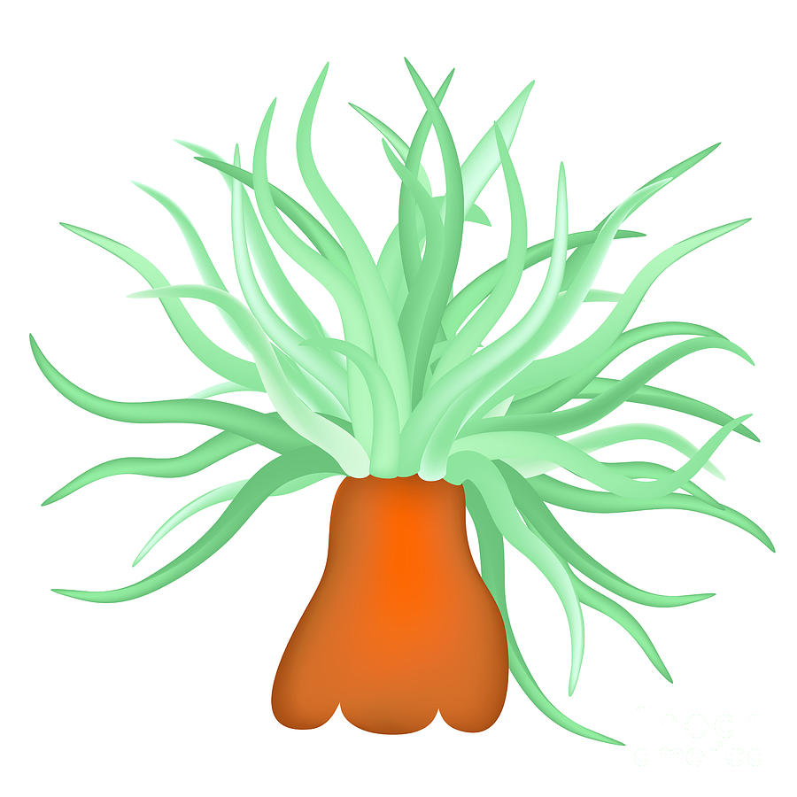 900x900 Sea Anemone Digital Art By Michal Boubin