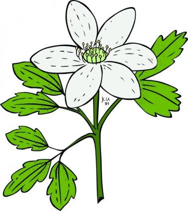 378x425 Anemone Piperi Windflower Clip Art Clip Arts, Clip Art
