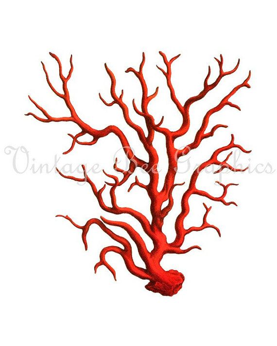 570x713 Coral Starfish Clipart Clipart Panda