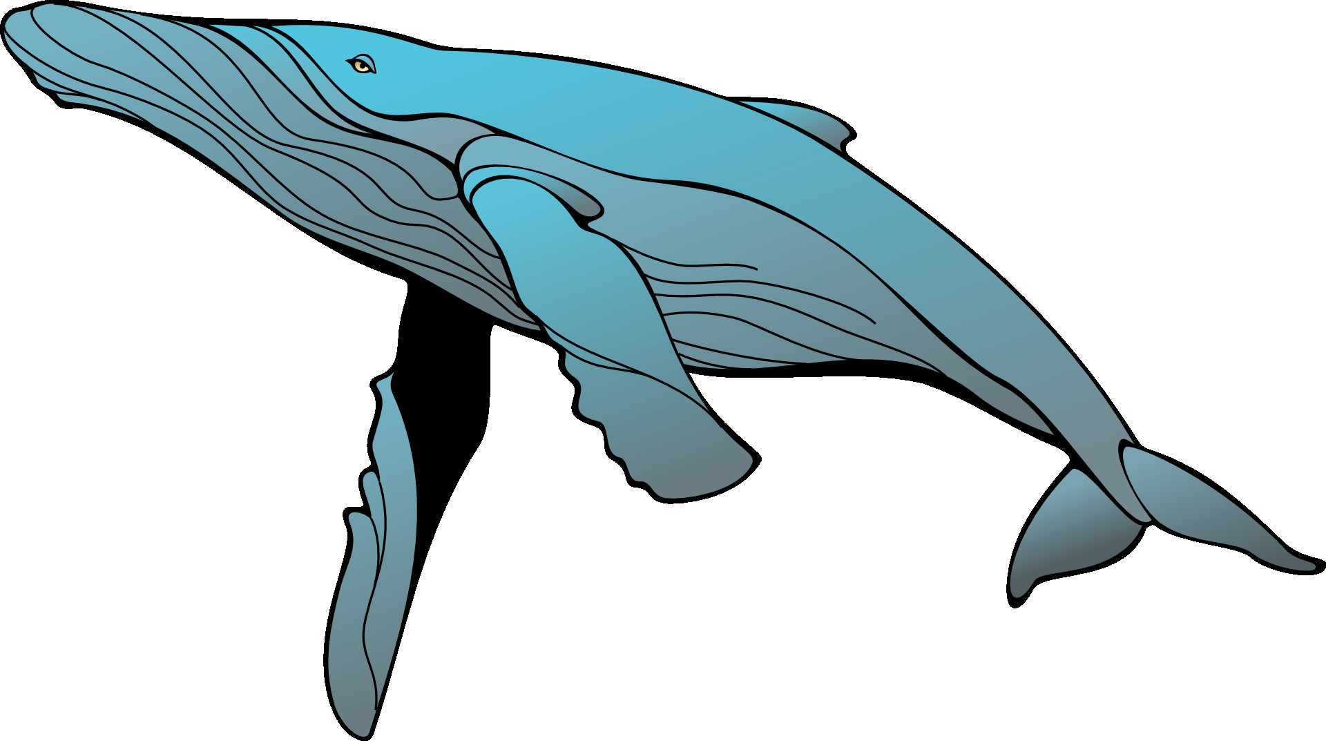 1920x1073 Kisspng Blue Whale Humpback Clip Art 5ab443ebb433b2 Clipart