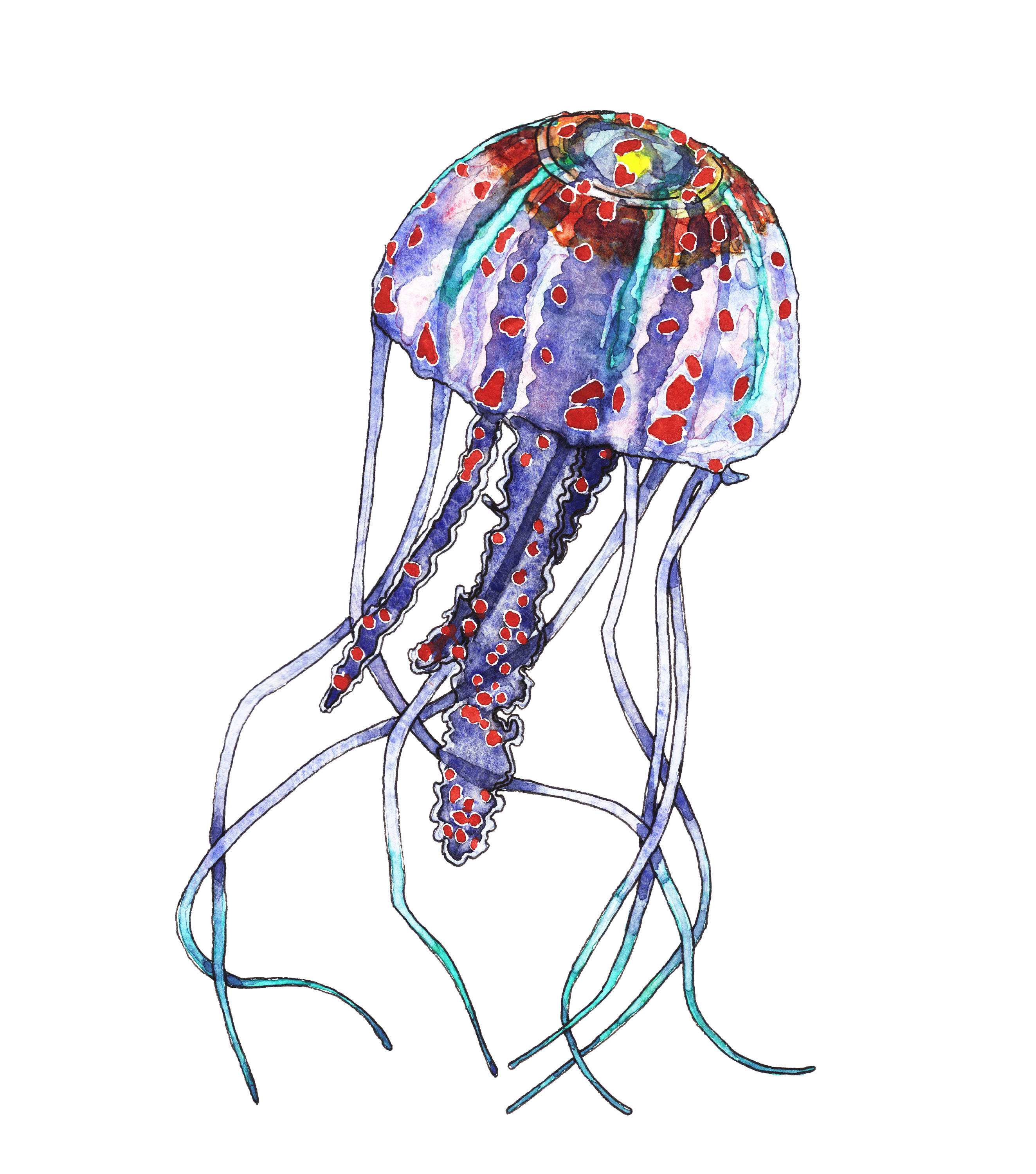 2647x3000 Jellyfish Clip Art, Sea Life Clipart, Marine Clip Art, Watercolor