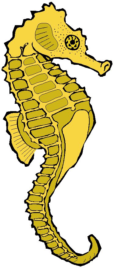 374x873 Seahorse Clipart