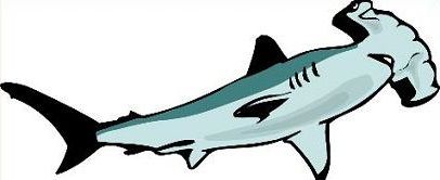 406x166 Coolest Hammerhead Shark
