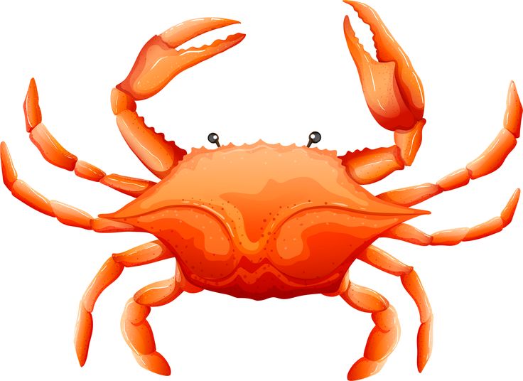 736x536 320 Best Sea Life Graphics Images On Clip Art