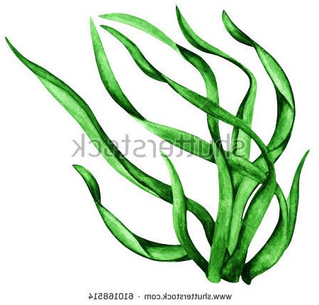 450x430 Sea Clipart Algae Many Interesting Cliparts