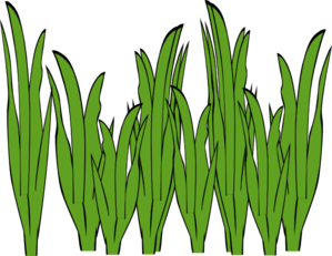 299x231 Collection Of Sea Grass Clipart High Quality, Free Cliparts