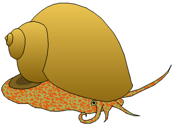 600x443 Apple Snail Clipart By Misterbug