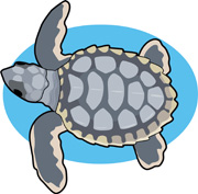 180x177 Search Results For Turtle