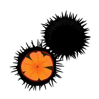 340x340 Free Silhouette Vector Sea Urchin, Icon