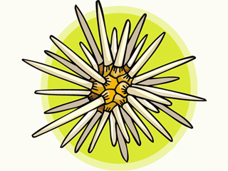 320x240 Fish Graphic Sea Urchin