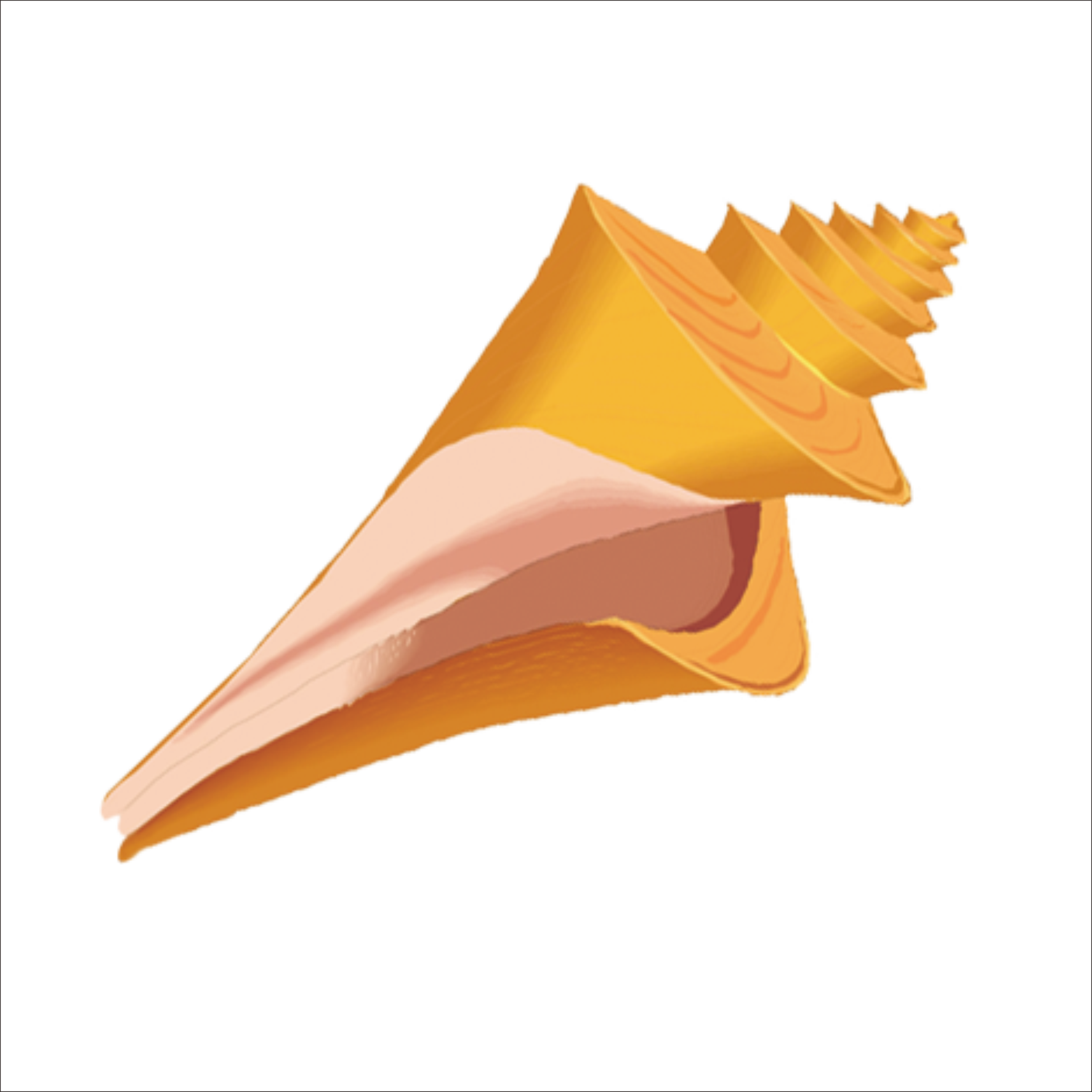 1773x1773 Seashell Mollusc Shell Clip Art