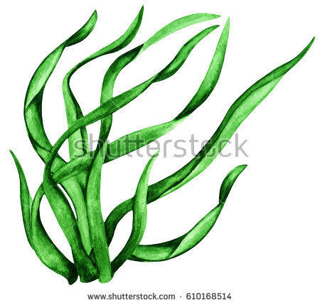 450x430 Sea Clipart Algae 3884961