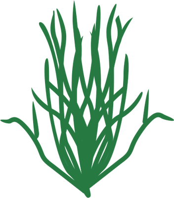 352x400 Algae Clipart Seaweed
