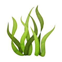 236x236 Seaweed Drawing