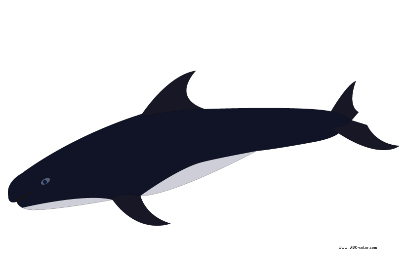 822x567 Shamu Killer Whale Clip Art 1lazk7 Clipart
