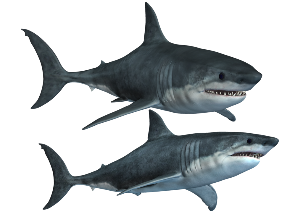 1024x724 Bull Shark Clipart Transparent Background