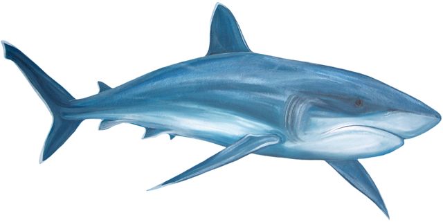 640x321 221 Best Sea Animals Clip Art Images On Shark, Sharks