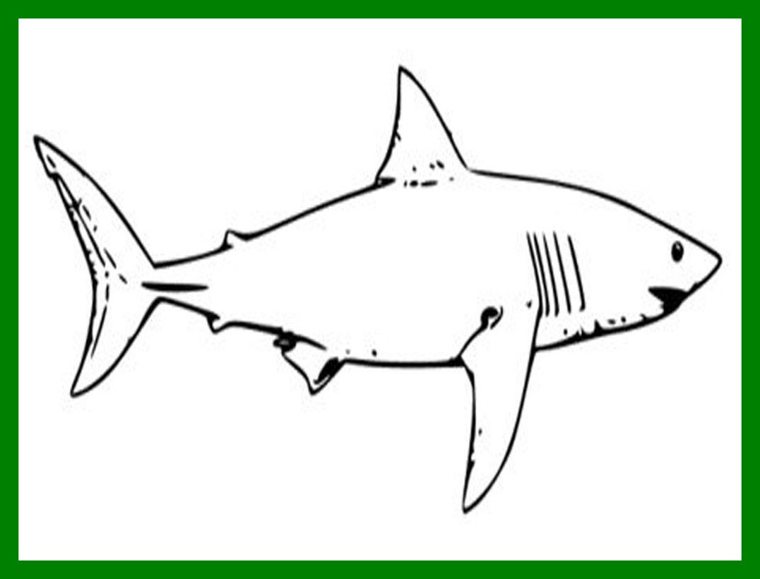 Shark Colouring Pages To Print at GetDrawings | Free download