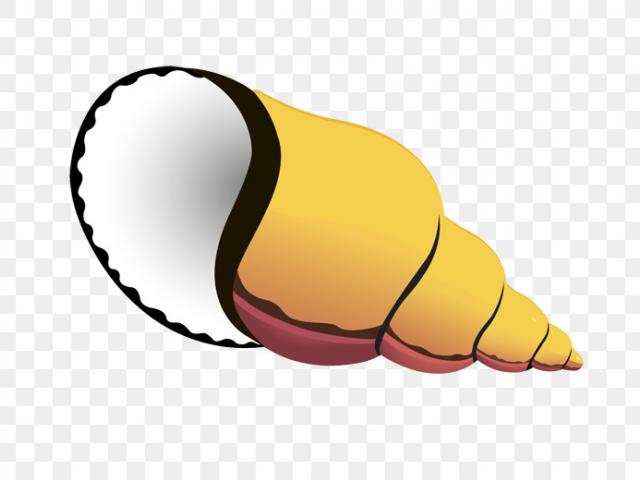 640x480 Shell Clipart