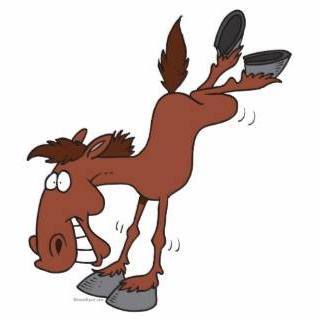 320x320 Shetland Pony Health