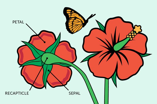 640x426 Poodle Skirt Clip Art