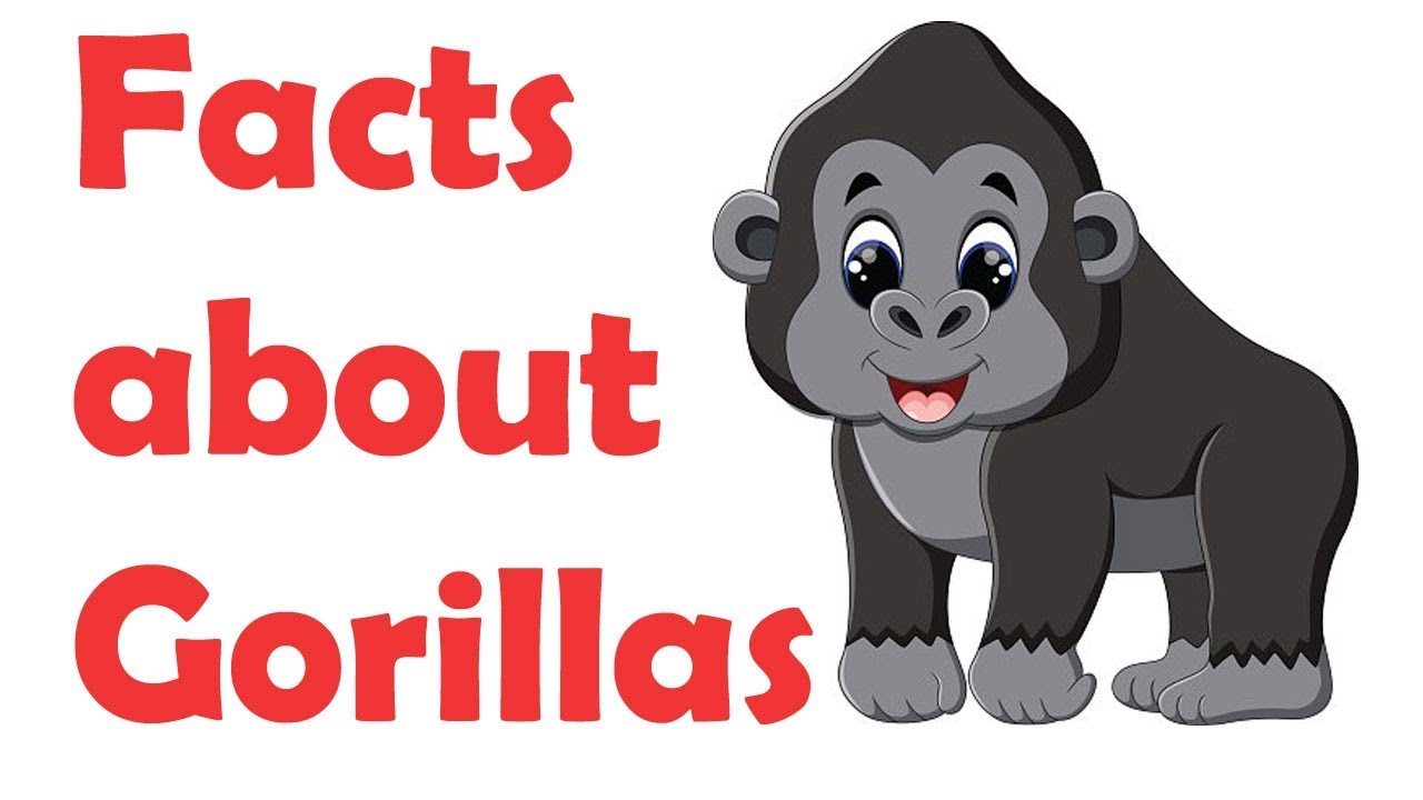1280x720 Facts About Gorillas For Kids