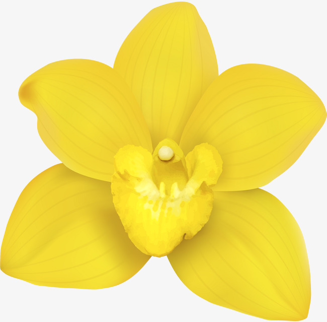 650x639 Yellow Simple Flowers, Yellow, Simple, Flower Png Image