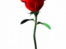 220x165 Single Rose Clipart Clipart Illustration Of A Simple Rose Image