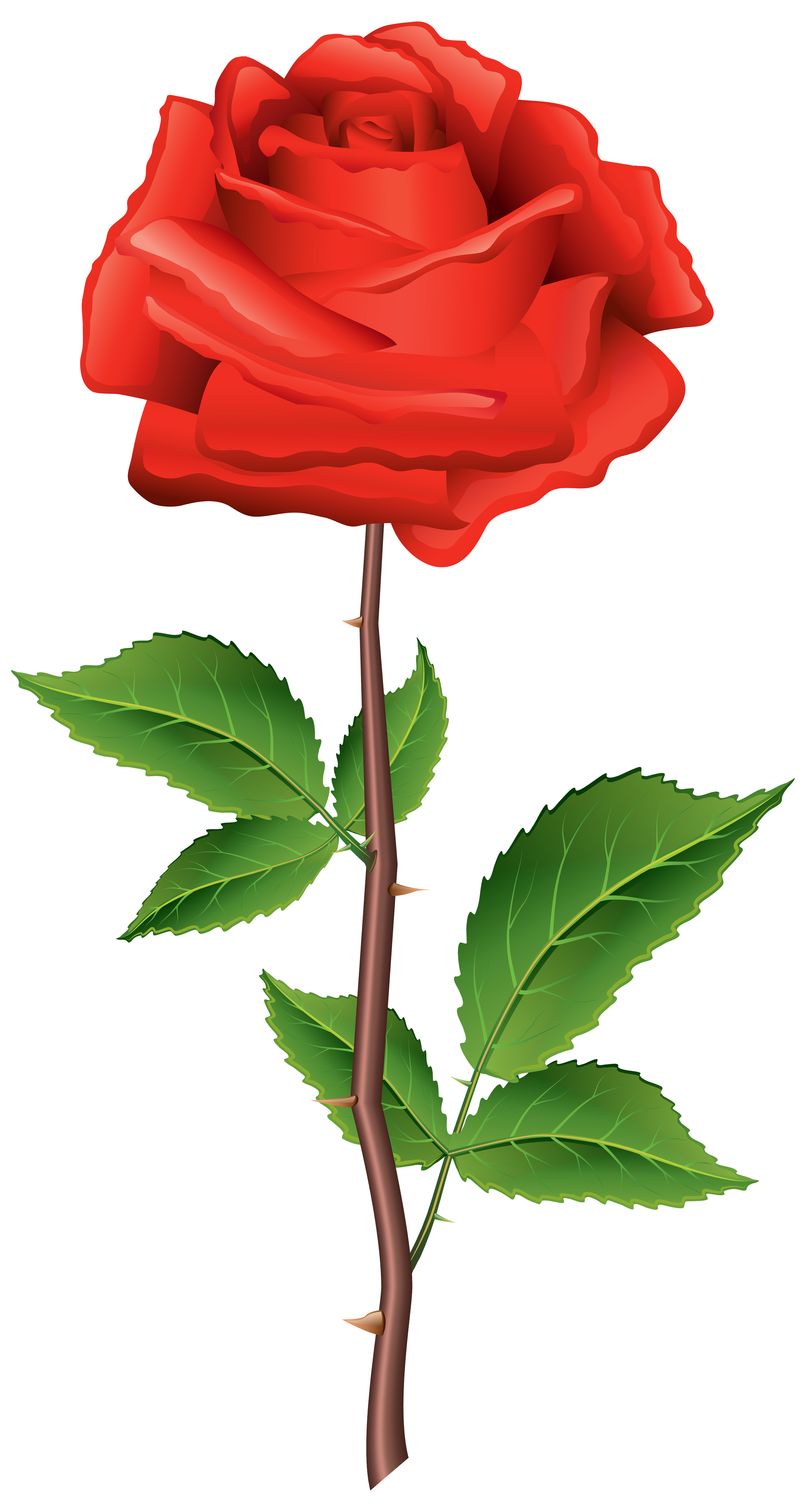 2667x5000 Fanciful Red Rose Clipart With Stem Png Image Gallery Yopriceville
